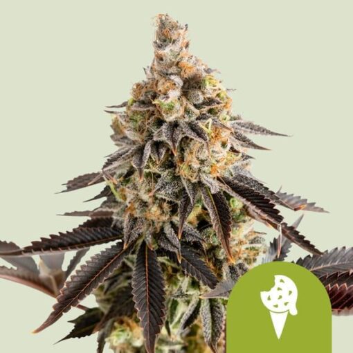 Royal Queen Seeds Cookies Gelato Auto