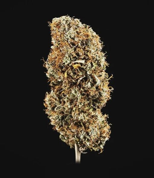 Royal Queen Seeds Cookies Gelato Auto - Afbeelding 3