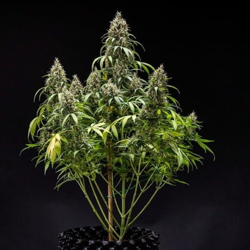 Royal Queen Seeds Cookies Gelato Auto - Afbeelding 4
