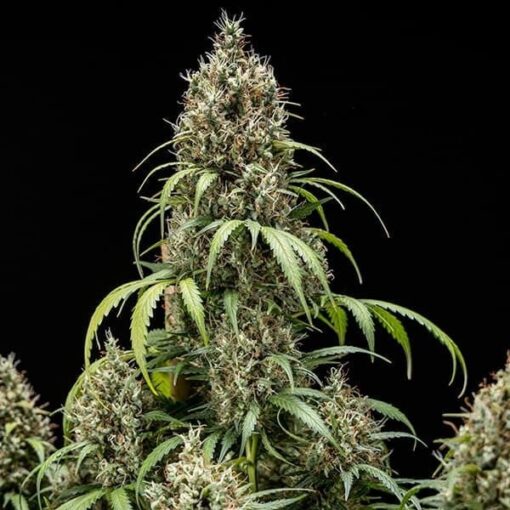 Royal Queen Seeds Cookies Gelato Auto - Afbeelding 5