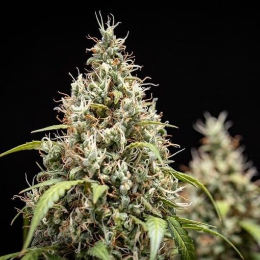 Royal Queen Seeds Cookies Gelato Auto - Afbeelding 6