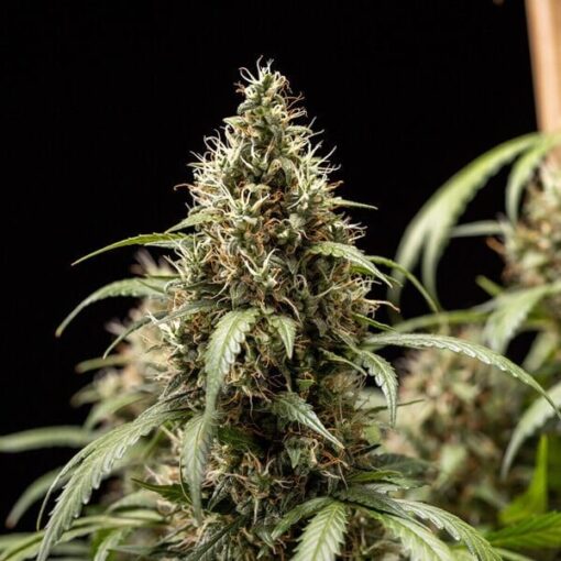 Royal Queen Seeds Cookies Gelato Auto - Afbeelding 7