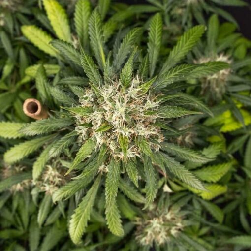 Royal Queen Seeds Cookies Gelato Auto - Afbeelding 8