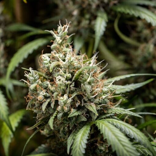 Royal Queen Seeds Cookies Gelato Auto - Afbeelding 9