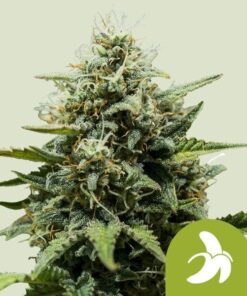 Royal Queen Seeds Fat Banana Auto