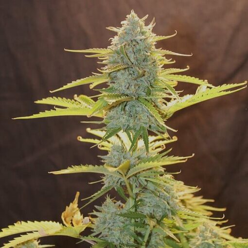 Royal Queen Seeds Fat Banana Auto - Afbeelding 3