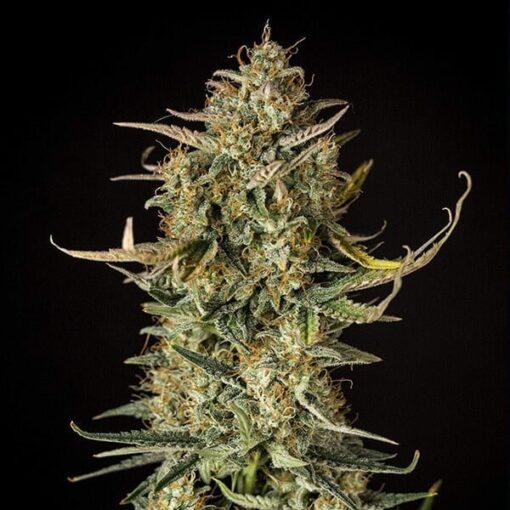 Royal Queen Seeds Fat Banana Auto - Afbeelding 4