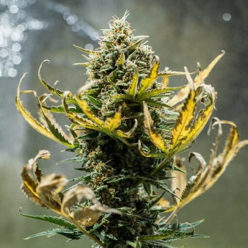 Royal Queen Seeds Fat Banana Auto - Afbeelding 5