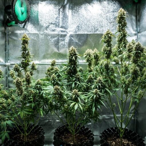 Royal Queen Seeds Fat Banana Auto - Afbeelding 6
