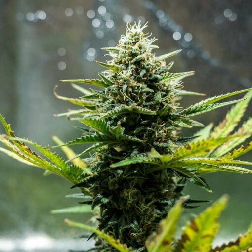 Royal Queen Seeds Fat Banana Auto - Afbeelding 7