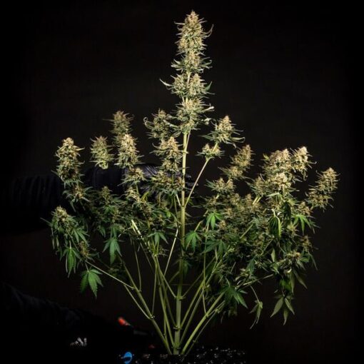 Royal Queen Seeds Fat Banana Auto - Afbeelding 8