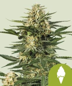 Royal Queen Seeds Green Gelato Auto