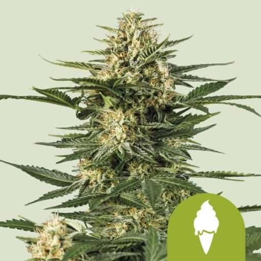 Royal Queen Seeds Green Gelato Auto