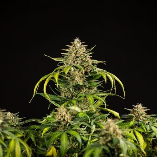 Royal Queen Seeds Green Gelato Auto - Afbeelding 3