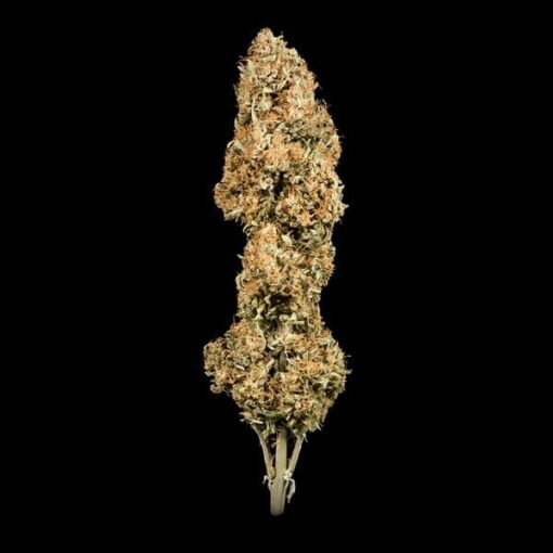 Royal Queen Seeds Green Gelato Auto - Afbeelding 4