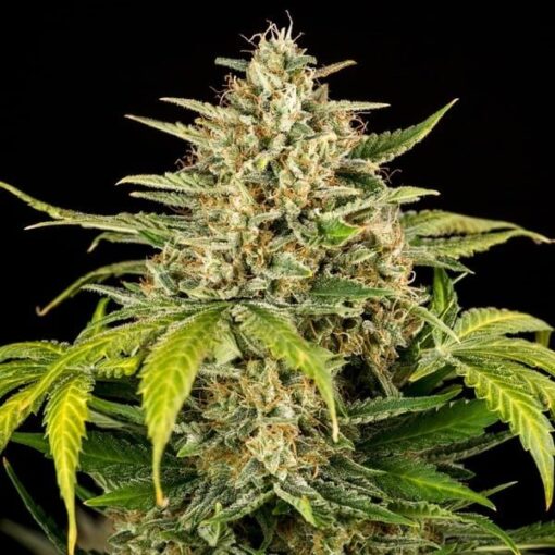 Royal Queen Seeds Green Gelato Auto - Afbeelding 5