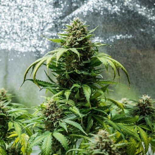 Royal Queen Seeds Green Gelato Auto - Afbeelding 6