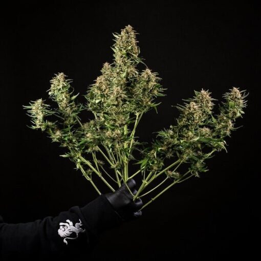 Royal Queen Seeds Green Gelato Auto - Afbeelding 7