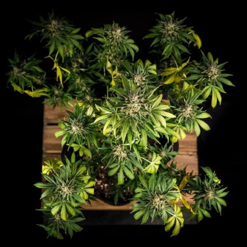 Royal Queen Seeds Green Gelato Auto - Afbeelding 8