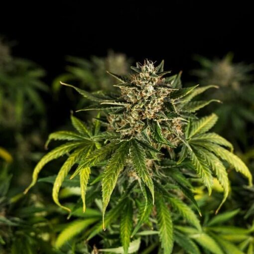 Royal Queen Seeds Green Gelato Auto - Afbeelding 9