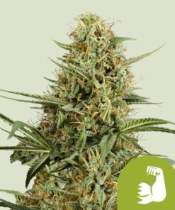 Royal Queen Seeds Hulkberry Auto