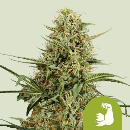 Royal Queen Seeds Hulkberry Auto
