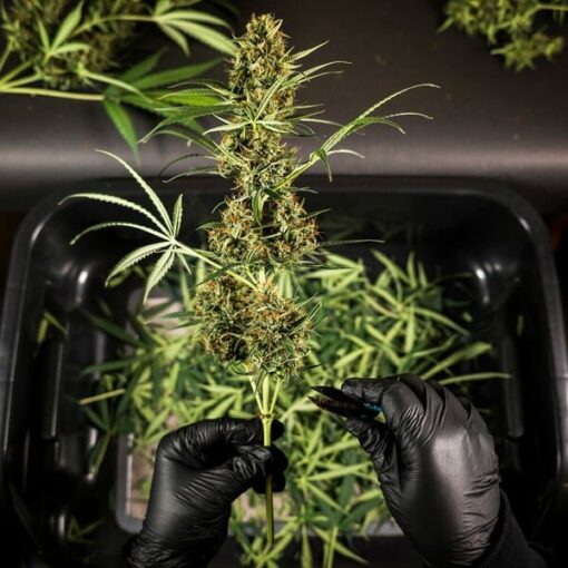 Royal Queen Seeds Hulkberry Auto - Afbeelding 3