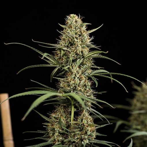Royal Queen Seeds Hulkberry Auto - Afbeelding 4