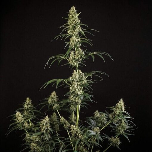 Royal Queen Seeds Hulkberry Auto - Afbeelding 5