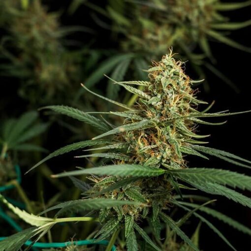 Royal Queen Seeds Hulkberry Auto - Afbeelding 7