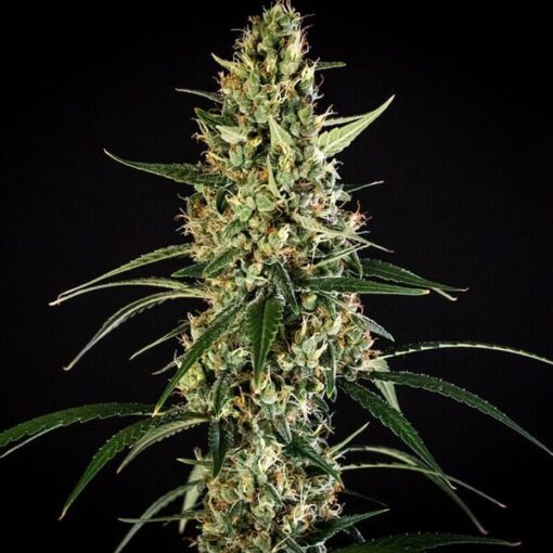 Royal Queen Seeds Hulkberry Auto - Afbeelding 8