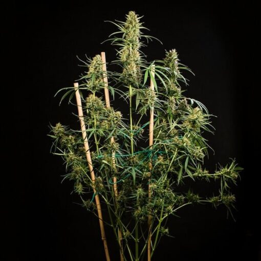 Royal Queen Seeds Hulkberry Auto - Afbeelding 9