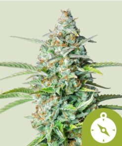 Royal Queen Seeds Northern Light Auto
