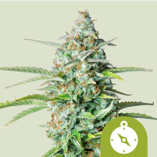 Royal Queen Seeds Northern Light Auto