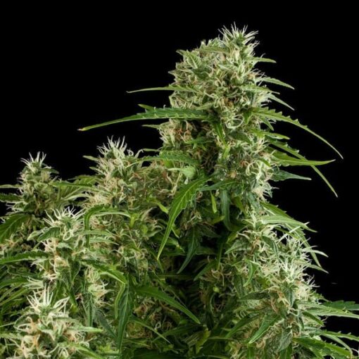 Royal Queen Seeds Northern Light Auto - Afbeelding 3