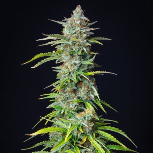 Royal Queen Seeds Northern Light Auto - Afbeelding 5