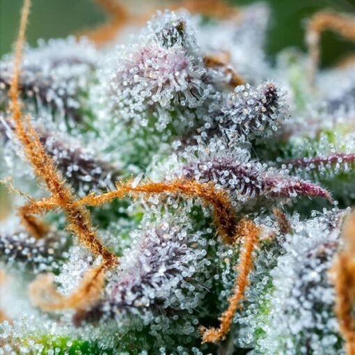 Royal Queen Seeds Northern Light Auto - Afbeelding 6