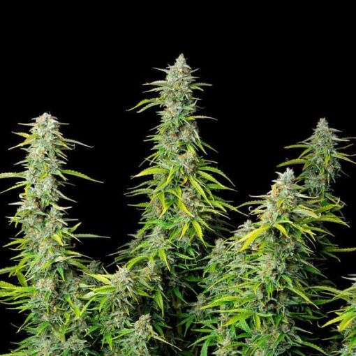 Royal Queen Seeds Northern Light Auto - Afbeelding 7