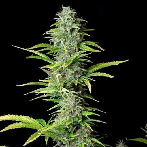 Royal Queen Seeds Northern Light Auto - Afbeelding 8