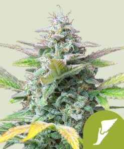 Royal Queen Seeds Quick One Auto