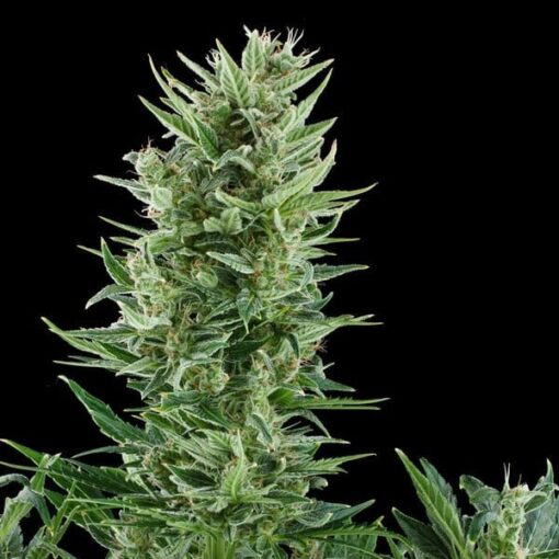 Royal Queen Seeds Quick One Auto - Afbeelding 3