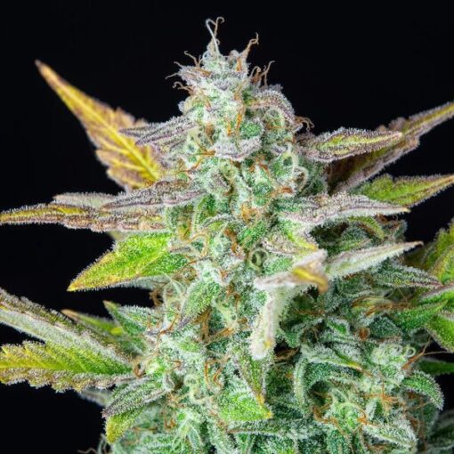 Royal Queen Seeds Quick One Auto - Afbeelding 5