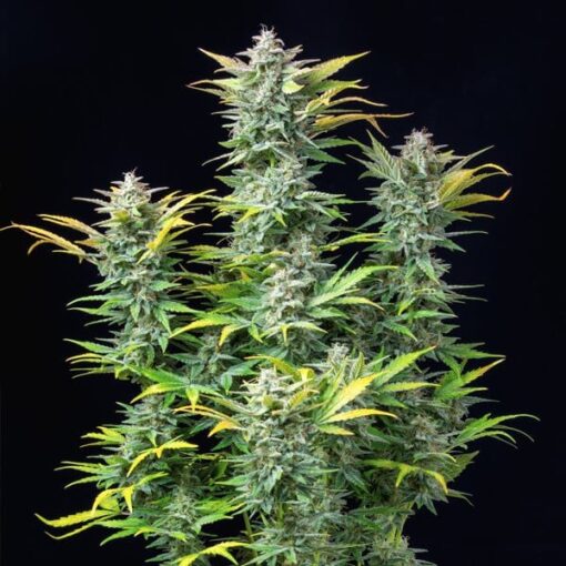 Royal Queen Seeds Quick One Auto - Afbeelding 6