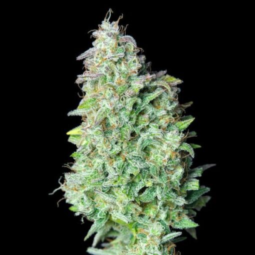 Royal Queen Seeds Quick One Auto - Afbeelding 7