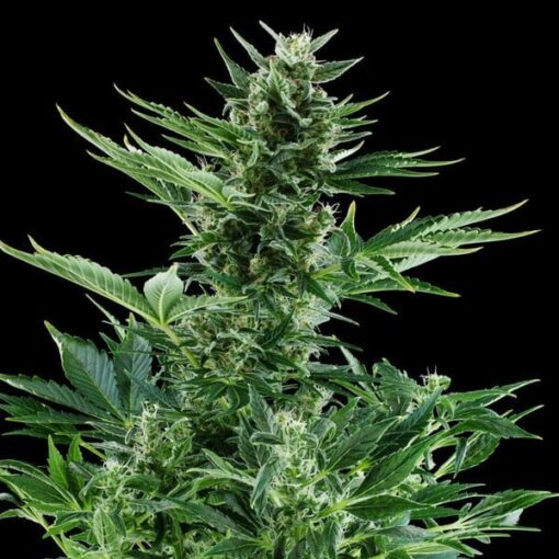 Royal Queen Seeds Quick One Auto - Afbeelding 8