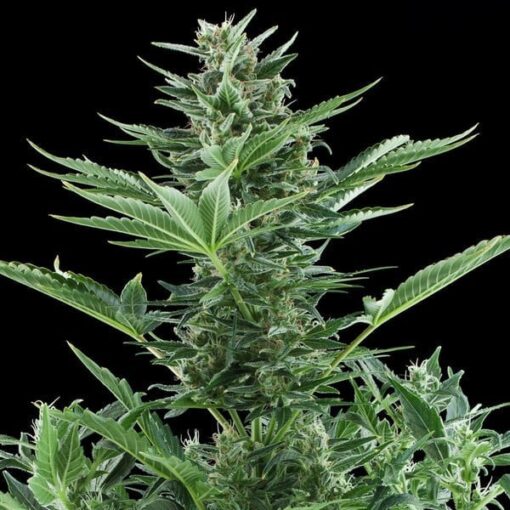 Royal Queen Seeds Quick One Auto - Afbeelding 9