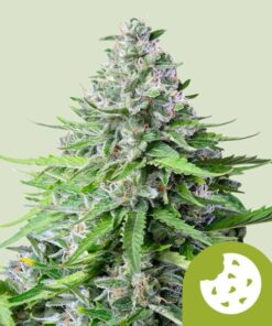 Royal Queen Seeds Royal Cookies Auto