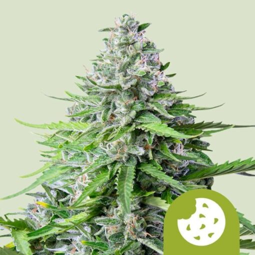 Royal Queen Seeds Royal Cookies Auto