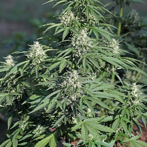 Royal Queen Seeds Royal Cookies Auto - Afbeelding 3