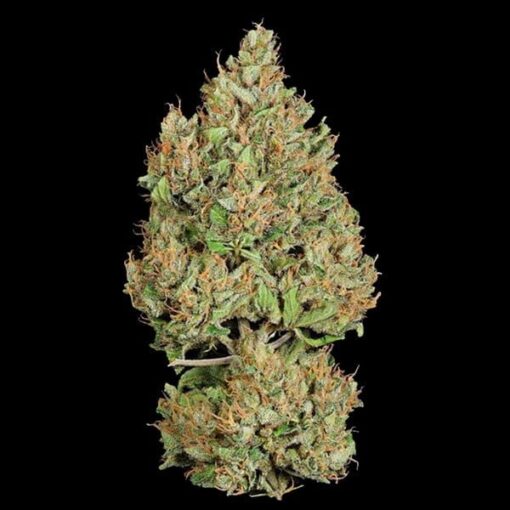 Royal Queen Seeds Royal Cookies Auto - Afbeelding 4